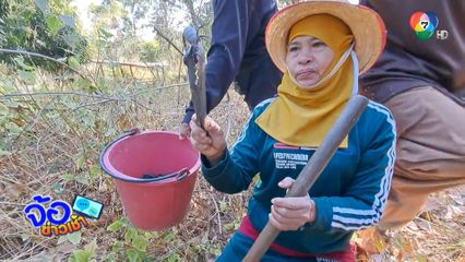 ฤดูแล้ง ชาวบ้านเข้าป่า ล่าแมงป่อง