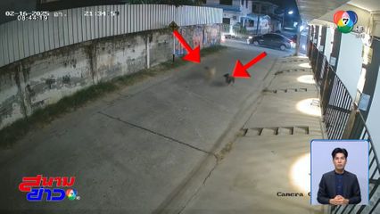 สุดซวย หนุ่มซิ่งรถ จยย.หนีสุนัขไล่ ไปชนกับรถเก๋ง