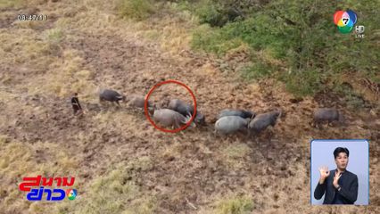 ระทึก บินโดรน ตามหาควายท้องแก่