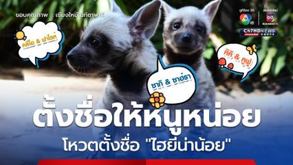 เชียงใหม่ไนท์ซาฟารี ชวนโหวตตั้งชื่อ ลูกไฮยีน่าลายแถบ  