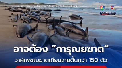 วาฬเพชฌฆาตเทียม 157 ตัว เกยตื้นที่ออสเตรเลีย จนท.อาจต้อง “การุณยฆาต” พวกมัน