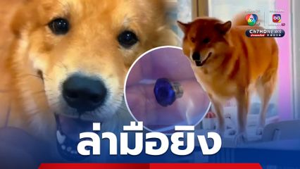 ล่ามือยิง เจ้า "ลักกี้" สุนัขบางแก้วผสมลาบราดอร์ ตายที่เกาะส