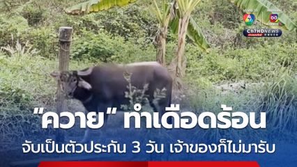 ควายชาวบ้าน บุกรุกเข้าสวนกินพืชผลจนเกือบหมดสวน เจ้าของสวน จับควายผูกไว้ 3 วัน หวังให้เจ้าของควายมาเจรจาค่าเสียหาย แต่ก็ไม่มา