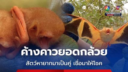 ฮือฮา เจอค้างค้าวยอดกล้วย สัตว์หายากสวยงาม มาเป็นคู่ เชื่อมาให้โชค