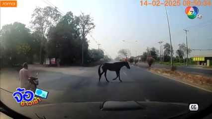 เบรกหัวทิ่ม ม้าวิ่งตัดหน้ารถยนต์