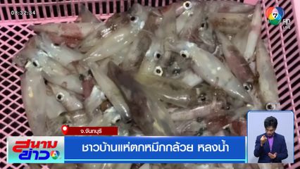 ชาวบ้านแห่ตกหมึกกล้วย หลงน้ำ