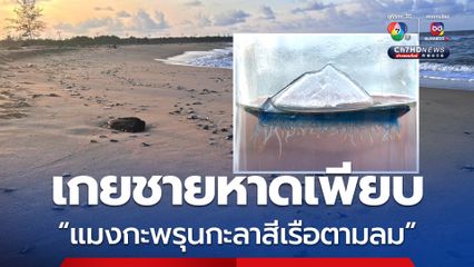ระวัง! “แมงกะพรุนกะลาสีเรือตามลม” เกยหาดตะโละสะมิแล จ.ปัตตานี