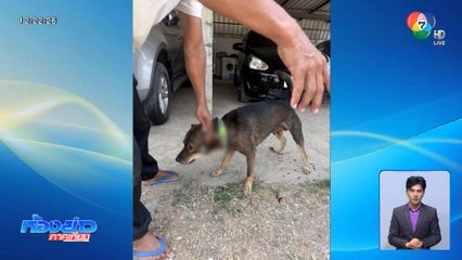 ปัญหาครอบครัว ทำสุนัขรับเคราะห์