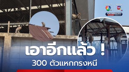 ซ้ำซาก ! ฝูงลิงลพบุรี 300 ตัว แหกกรงก่อความรำคาญชาวบ้าน