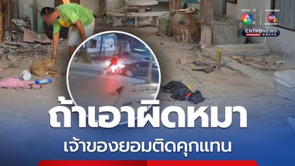 เจ้าของยอมติดคุกแทน ถ้าเอาผิดหมา 2 ตัวไล่รถ จยย. ถูกเก๋งชนคนขี่เสียชีวิต