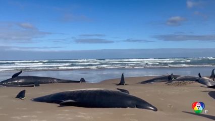 เริ่มการุณยฆาตวาฬเพชฌฆาตดำแล้ว