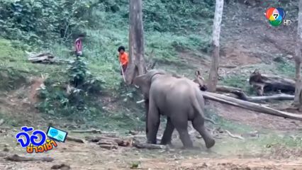 ปฏิบัติการจับช้างตกมัน หลุดจากโซ่ที่ผูก
