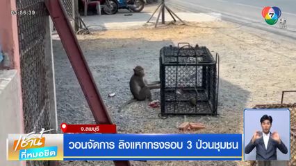 วอนจัดการ ลิงแหกกรงรอบ 3 ป่วนชุมชน