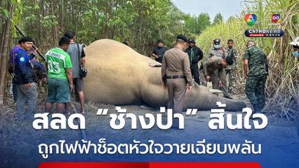 สุดสลด! พบ “ช้างป่า” ตาย ถูกไฟฟ้าช็อตทำให้หัวใจวายเฉียบพลัน 