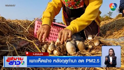 ชุมชนต้นแบบ ! เพาะเห็ดฟาง หลังฤดูทำนา ลด PM2.5