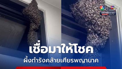 ฮือฮา ! ผึ้งทำรังคล้ายเศียรพญานาค เชื่อมาให้โชค