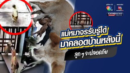 หมาจรก็มีหัวใจ เอ็นดูแม่หมาจรจัด มุดรั้วเข้าบ้านมาคลอดลูก เพราะรับรู้ได้บ้านหลังนี้ปลอดภัยสำหรับลูก ๆ