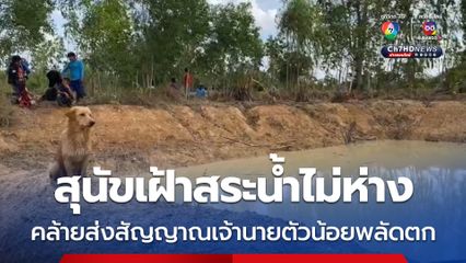 ตาพาหลานมาเลี้ยงวัว พลัดจมน้ำดับ พบสนุัขนั่งเฝ้าไม่ห่าง