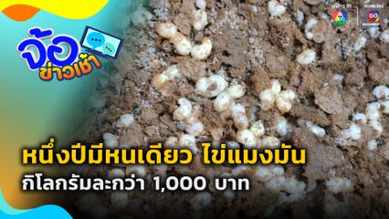 หนึ่งปีมีหนเดียว ไข่แมงมัน กิโลกรัมละกว่า 1,000 บาท