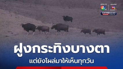 ฝูงกระทิงบางตา หลังเข้าสู่หน้าแล้ง แต่กระทิงป่าพร้อมลูกน้อย โผล่มาให้เห็นทุกวัน