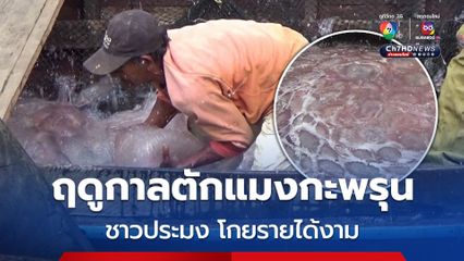 ชาวประมงเฮ ! ฤดูกาลตักแมงกะพรุน ราคาพุ่งสูงกว่าทุกปี สร้างรายได้หลักหมื่นต่อวัน