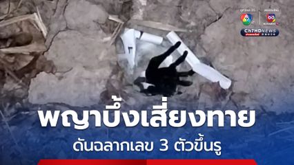 นักเสี่ยงโชคแห่ดู พญาบึ้งรูใหม่ ดันฉลากเลข 3 ตัวขึ้นรู