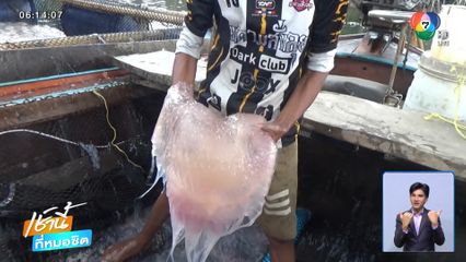 ชาวประมงเฮ ตักแมงกะพรุนขายได้ราคาดี