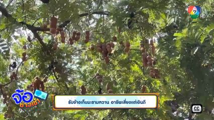 รับจ้างเก็บมะขามหวาน อาชีพเสี่ยงแต่เงินดี