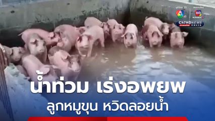 ลูกหมูขุน เกือบ 500 ตัว ลอยน้ำ เจ้าของต้องเร่งขนย้ายไปอยู่ในที่ปลอดภัย
