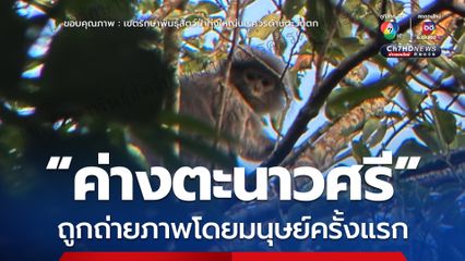 “ค่างตะนาวศรี” ถูกถ่ายภาพโดยมนุษย์ครั้งแรก