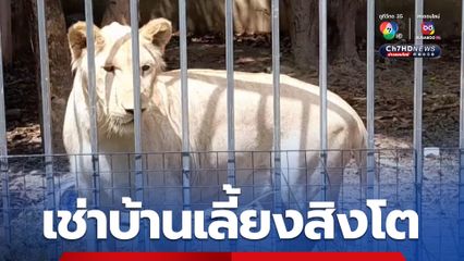 จับกลุ่มชาวจีน เช่าบ้านเลี้ยงสิงโต ซ้ำลอบขนลูกเสือโคร่ง โดดหนีรถตามชนตาย