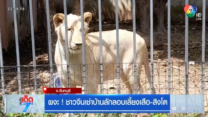ผงะ ! ชาวจีนเช่าบ้านลักลอบเลี้ยงเสือ-สิงโต