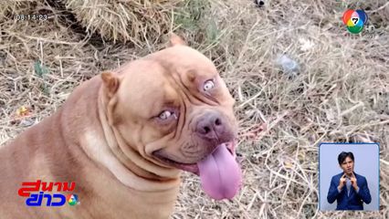 เจ้าของเปิดวงจรปิด ขอความเป็นธรรมให้พิตบุลล์