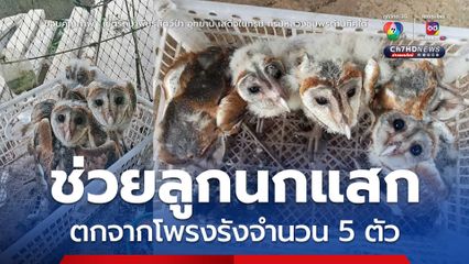 ช่วยลูกนกแสก ตกจากโพรงรังจำนวน 5 ตัว