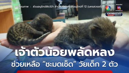 ช่วยชะมดเช็ด 2 ตัว พลัดหลง นำมาอนุบาลก่อนปล่อยกลับสู่ธรรมชาติ