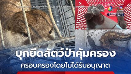 จับชายสเปน ครอบครองสัตว์ป่าคุ้มครอง นากเล็กเล็บสั้น-งูหลามปากเป็ด 