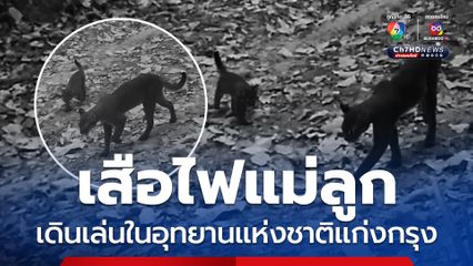 เสือไฟแม่ลูก เดินเล่นในอุทยานแห่งชาติแก่งกรุง