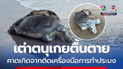 เต่าตนุเกยตื้นตาย คาดเกิดจากติดเครื่องมือการทำประมง