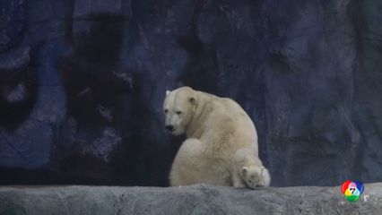 เปิดตัวลูกหมีขาวเกิดใหม่ ตัวแรกในละตินอเมริกา