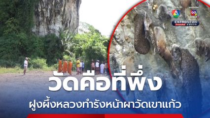 ฝูงผึ้งหลวงบุกทำรังหน้าผาในวัดเขาแก้ว มากกว่า 10 รัง เจ้าอาวาส เผย ขอบิณฑบาต ห้ามตีรังเอาน้ำผึ้ง เป็นเขตอภัยทาน