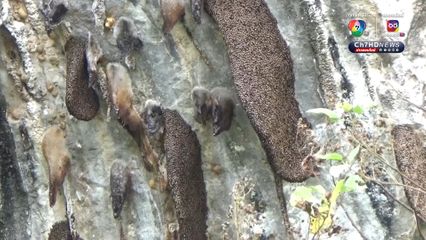 ฝูงผึ้งหลวงบุกทำรังหน้าผาในวัดเขาแก้ว มากกว่า 10 รัง เจ้าอาวาส เผย ขอบิณฑบาต ห้ามตีรังเอาน้ำผึ้ง เป็นเขตอภัยทาน