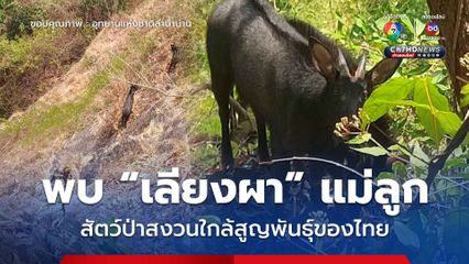 พบเลียงผาแม่ลูก สัตว์ป่าสงวนใกล้สูญพันธุ์ของไทย