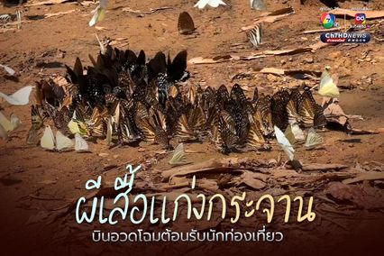 ผีเสื้อแก่งกระจาน บินอวดโฉมต้อนรับนักท่องเที่ยว
