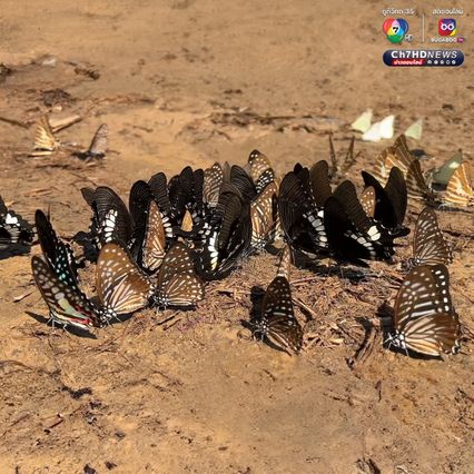 ผีเสื้อแก่งกระจาน บินอวดโฉมต้อนรับนักท่องเที่ยว