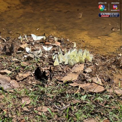 ผีเสื้อแก่งกระจาน บินอวดโฉมต้อนรับนักท่องเที่ยว