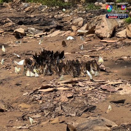 ผีเสื้อแก่งกระจาน บินอวดโฉมต้อนรับนักท่องเที่ยว