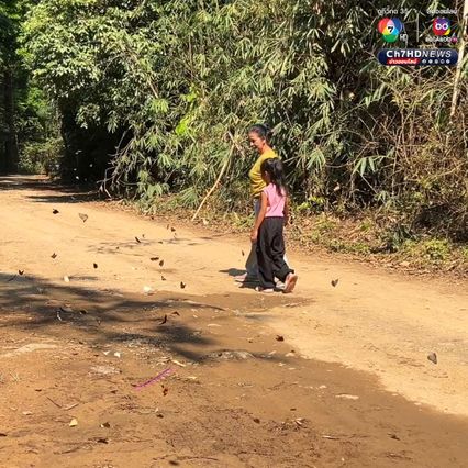 ผีเสื้อแก่งกระจาน บินอวดโฉมต้อนรับนักท่องเที่ยว