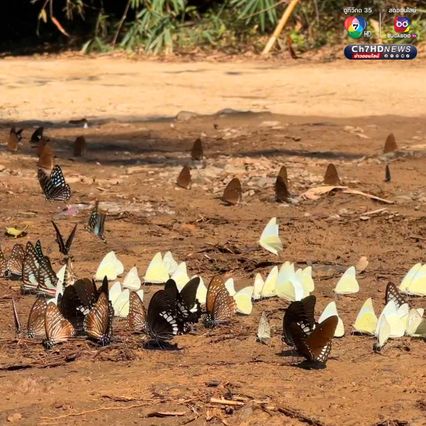 ผีเสื้อแก่งกระจาน บินอวดโฉมต้อนรับนักท่องเที่ยว