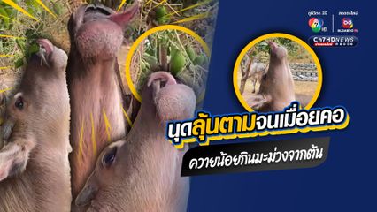 ลุ้นตามจนเมื่อยคอ ลูกควายมีความพยายามสูง กินมะม่วงจากต้น