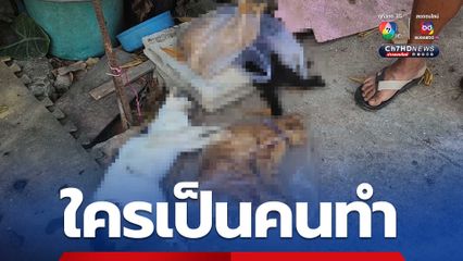 แมวตายเกลื่อนบ้าน เจ้าของแจ้งตำรวจหาตัวคนร้าย